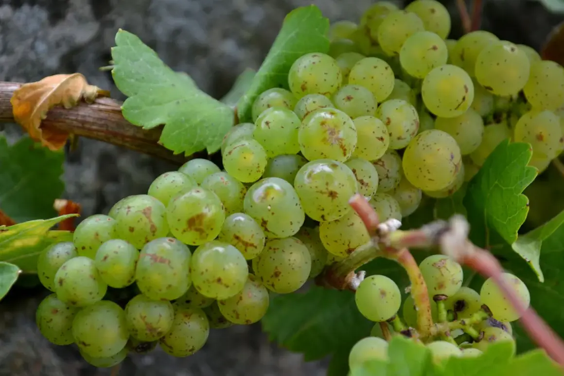 Gröna vindruvor hänger i klasar, med några bruna fläckar. Dessa vindruvor nyttigt är en frisk och god frukt.