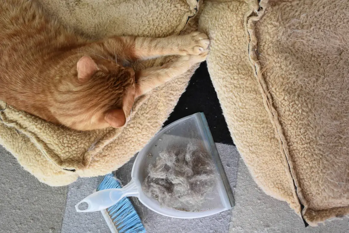 Un chat roux dort paisiblement sur un coussin. À côté, une pelle et une brosse contiennent une grande quantité de poils, preuve que ce n'est pas un chat qui perd pas ses poils.