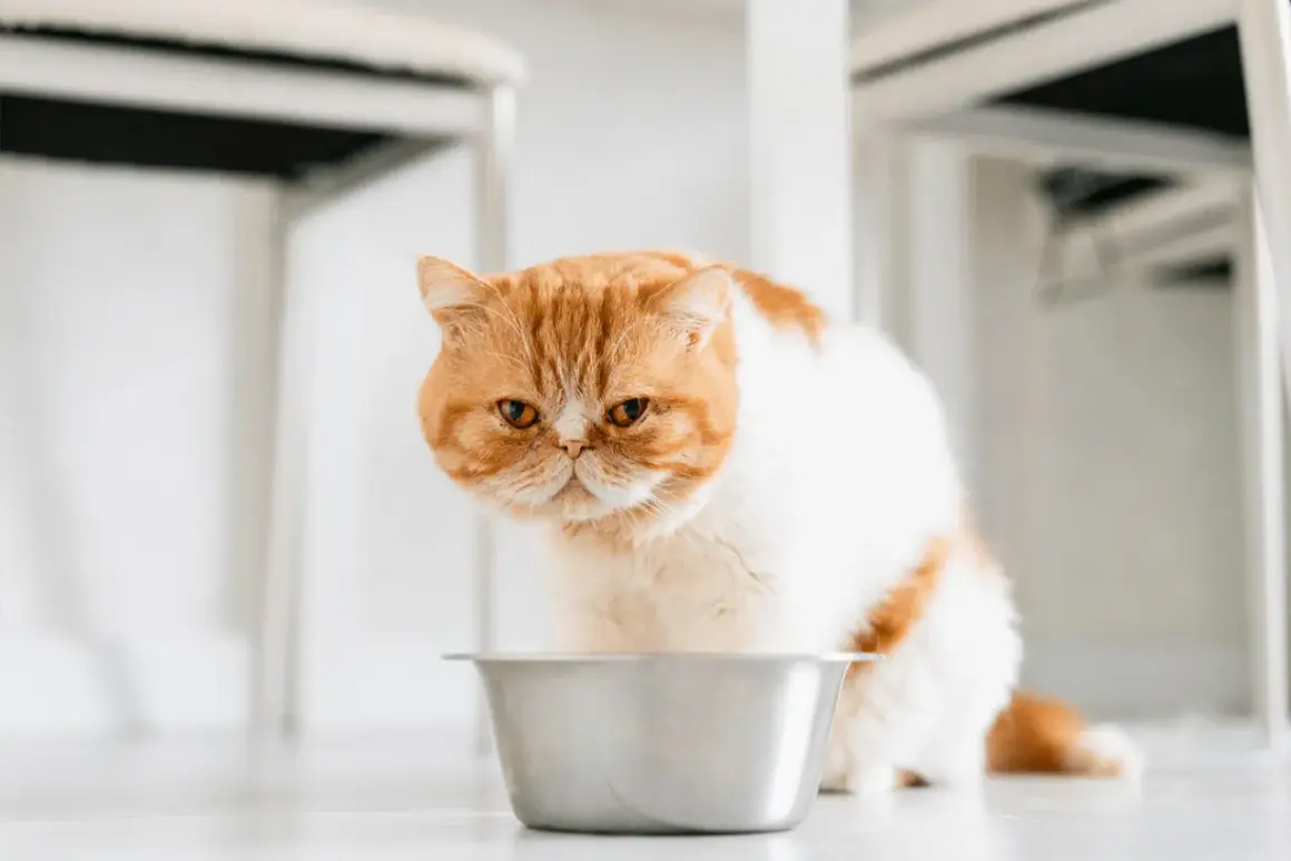 Un chat roux et blanc, l'air boudeur, près de sa gamelle vide. Mon chat ne mange plus, je m'inquiète.