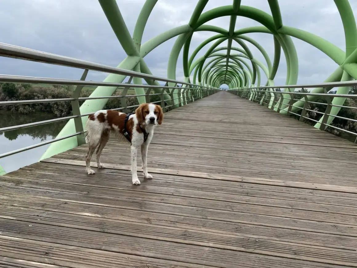 Perro marrón y blanco en el puente del anillo verde Zaragoza, con su estructura tubular verde y pasarela de madera.