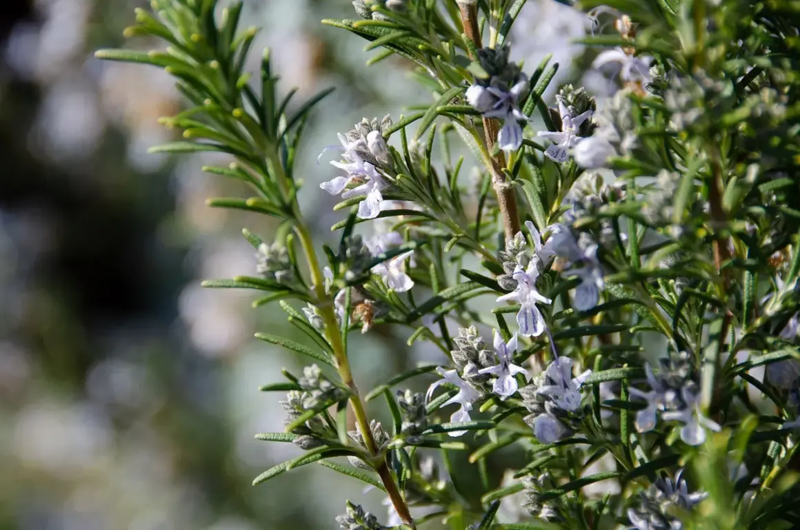 En nära bild av en rosmarin blomma med sina små, ljuslila blommor och gröna blad.