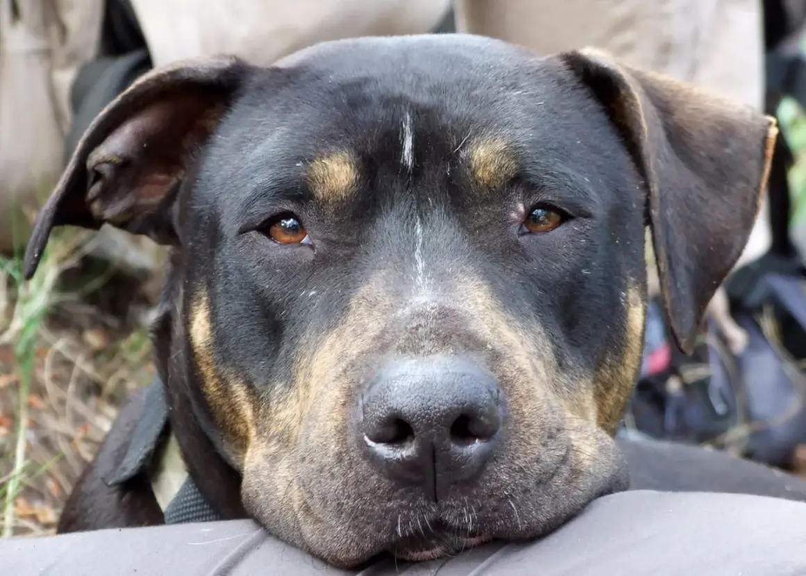 Primer plano de un perro de raza mixta con pelaje negro y marrón, con ojos ambarinos y una expresión tranquila. A pesar de su apariencia, no todos los perros son perros peligrosos.