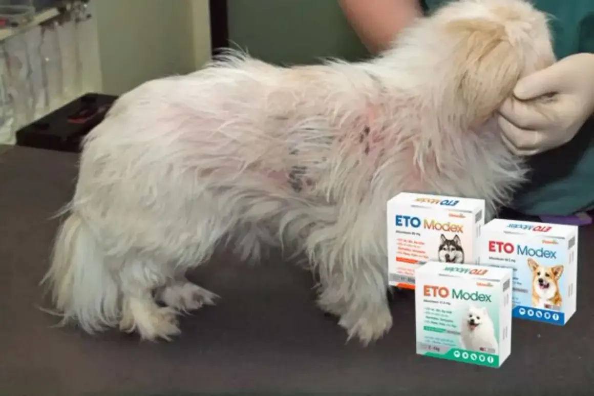 Perro con sarna, mostrando el tratamiento ETO Modex. Su pelaje está afectado, pero las cajas del producto sugieren esperanza.