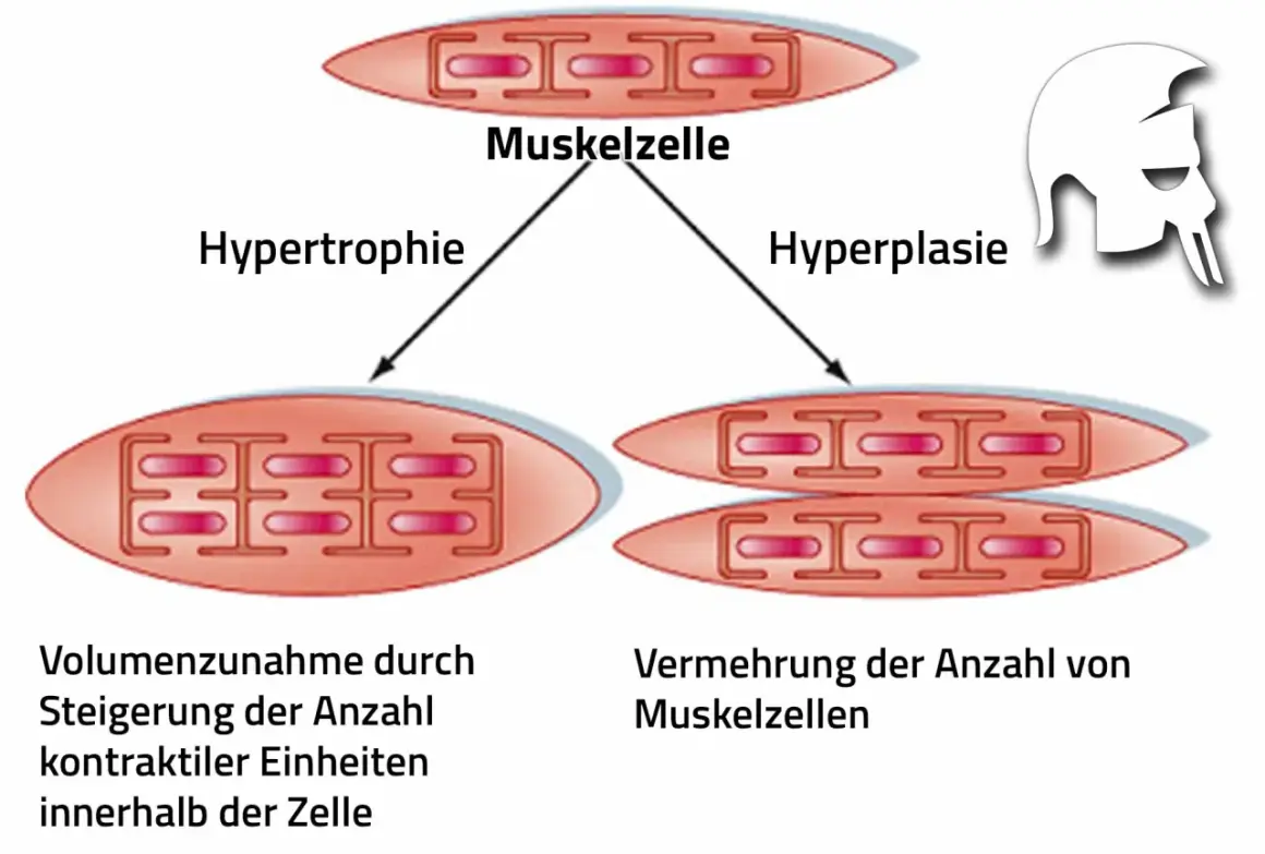 Sarkoplasmatische Hypertrophie: Muskelzelle wächst durch mehr kontraktile Einheiten. Daneben Hyperplasie: mehr Muskelzellen.