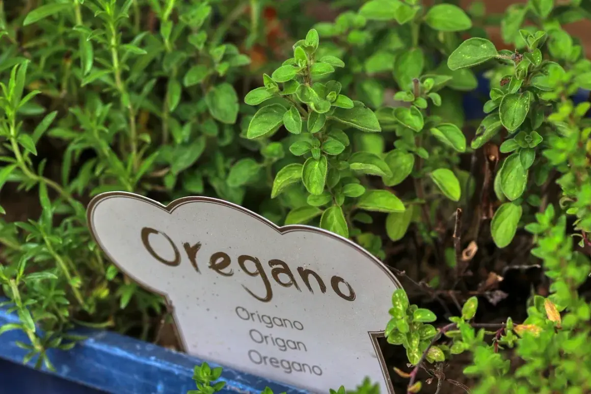 Zielone, aromatyczne liście dzikiego oregano w doniczce. Idealne do pizzy, sosów i sałatek.