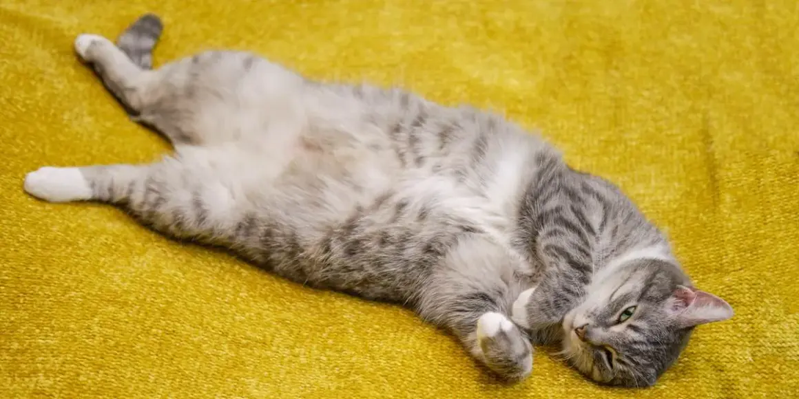 ¿A los gatos les gusta que les toquen la panza? Lo que debes saber