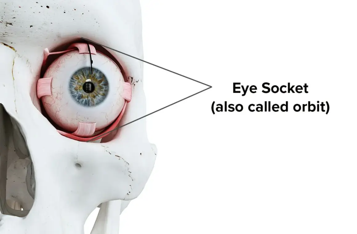 Anatomical model showing the eye within the bony orbit, illustrating the budowa oczodołu.
