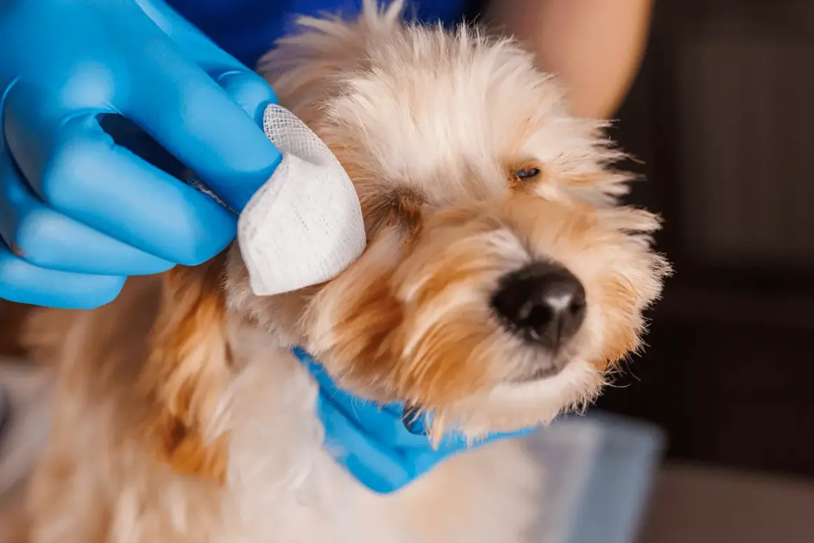 Main tenant une compresse, une personne en gant bleu nettoie l'œil d'un chien, peut-être atteint de conjonctivite.