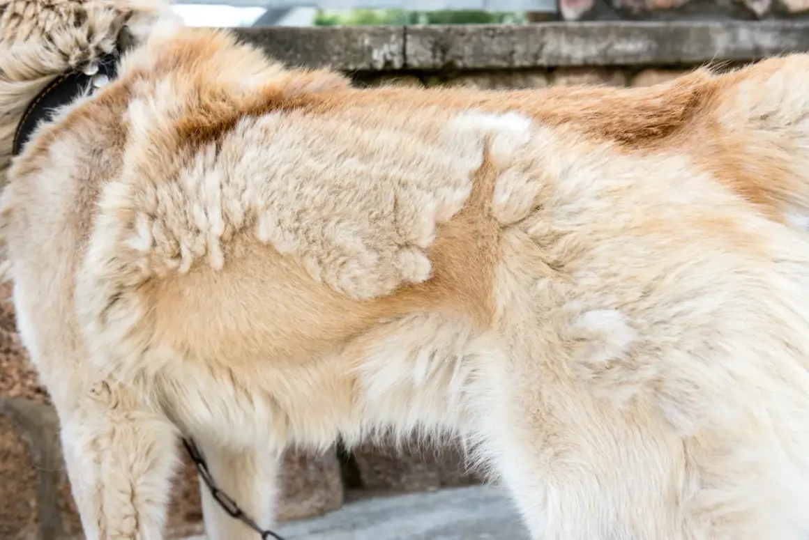 Pelage clair d'un chien, peut-être un remède de grand-mère pour la perte de poil du chien.