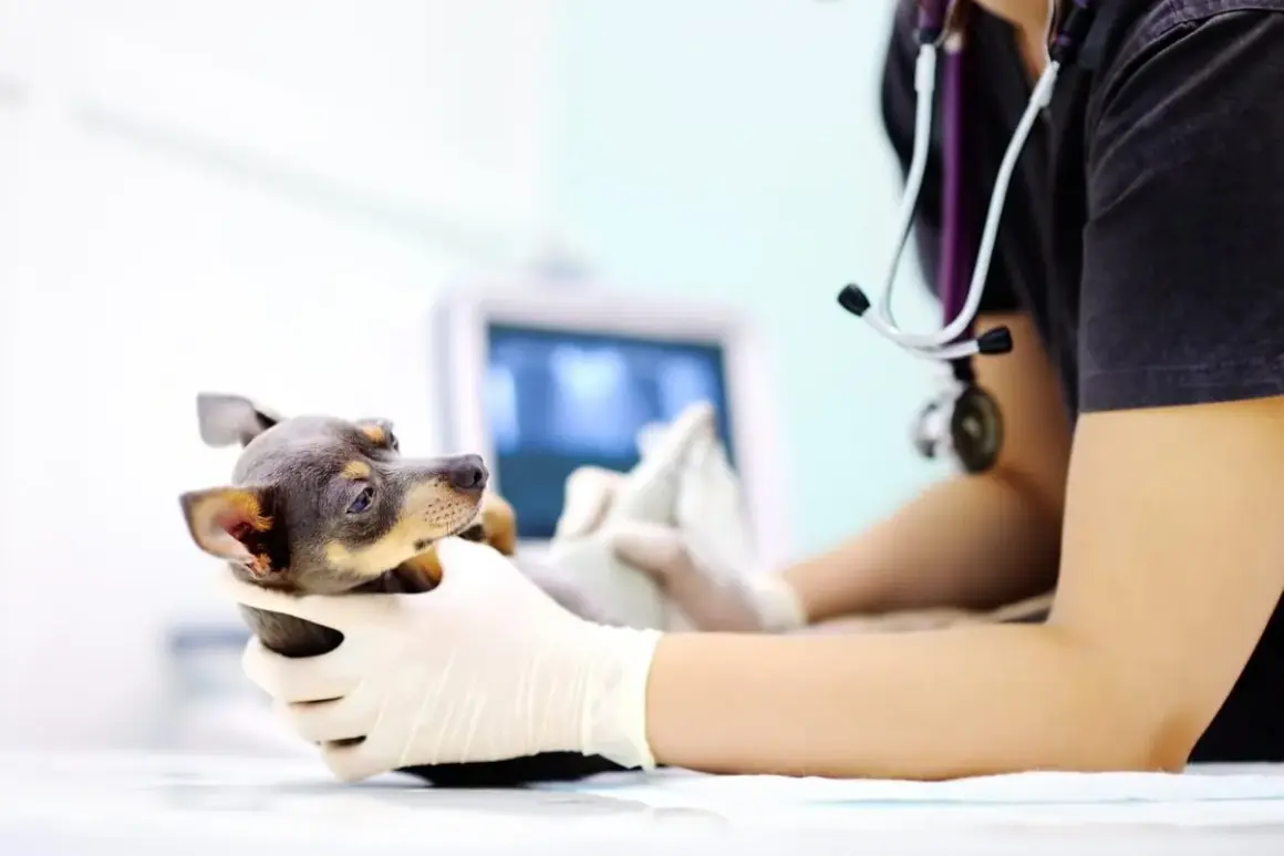 Veterinario examina a un perro con posible tumor testicular. La esperanza de vida depende del diagnóstico y tratamiento.