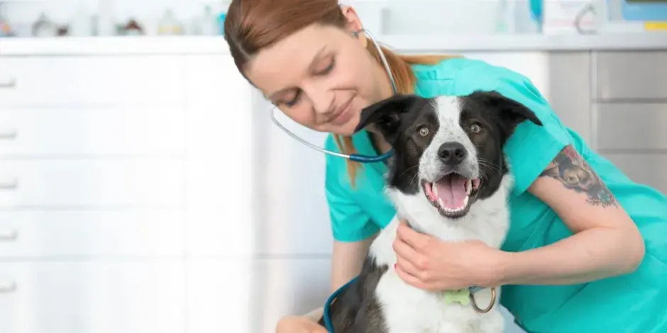 Veterinario Coria del Río: Encuentra atención confiable para tu mascota