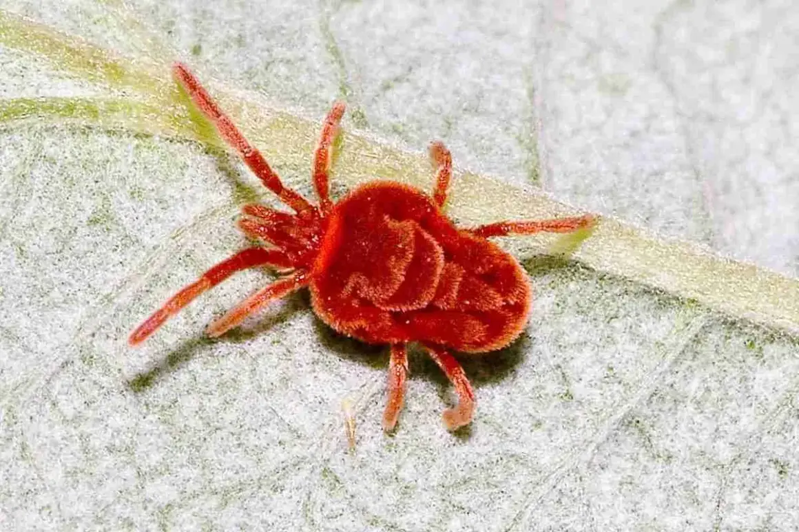 Un minuscolo ragno delle piante, rosso e peloso, si muove su una foglia verde.