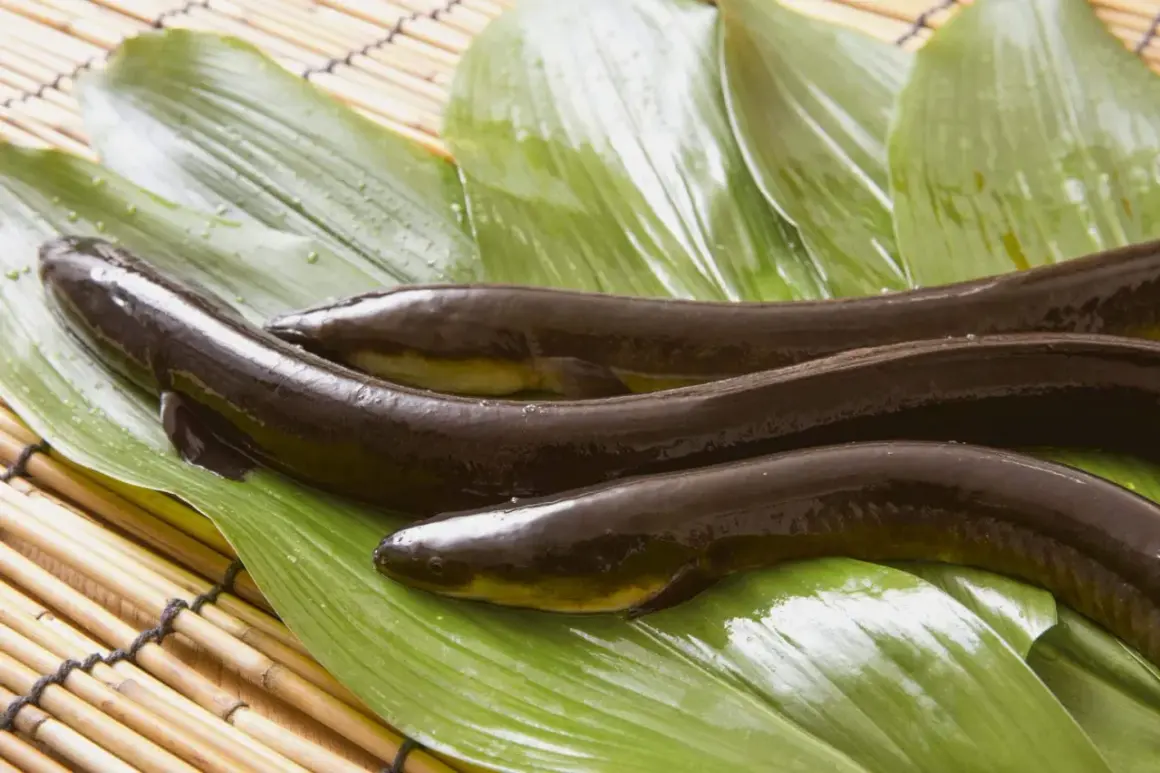 Drei dunkle, glänzende Fische liegen auf grünen Blättern. Das ist Unagi, eine japanische Delikatesse.