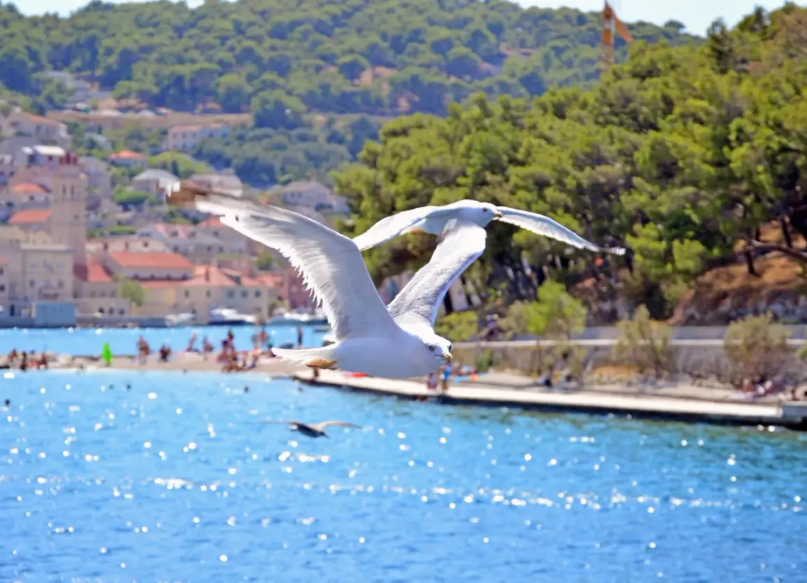 Dwa mewy lecące nad błękitnym morzem, w tle plaża i chorwackie miasteczko.