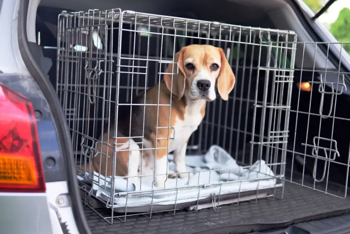 Un beagle dans une cage de transport dans le coffre d'une voiture.