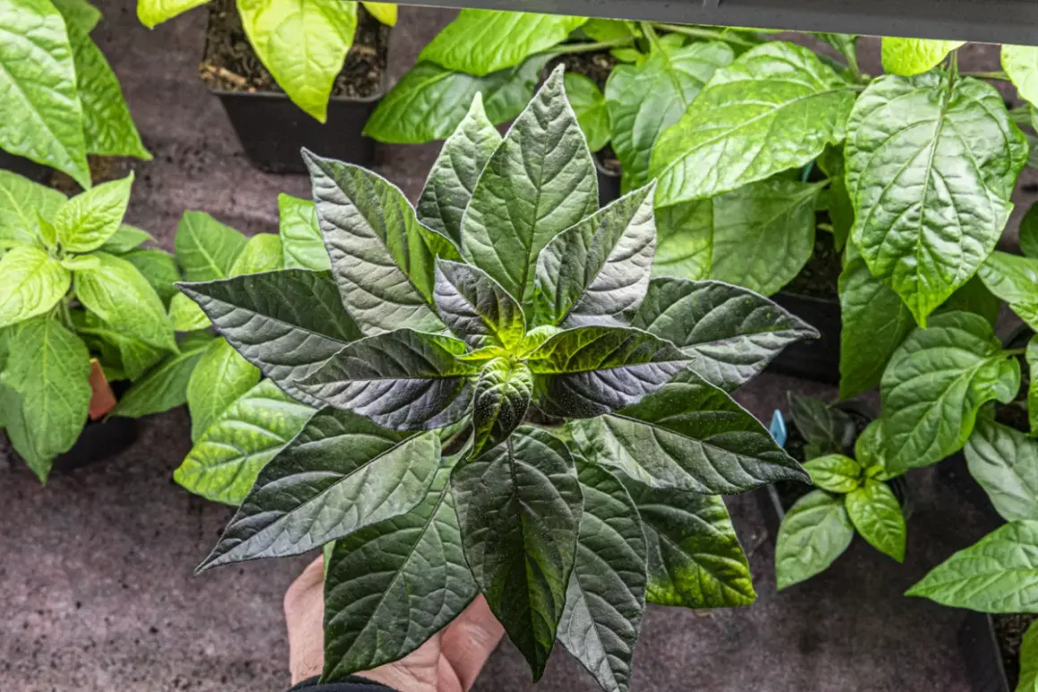 En hand håller en mörk chiliplanta med stora blad. Perfekt för att odla chili inomhus.