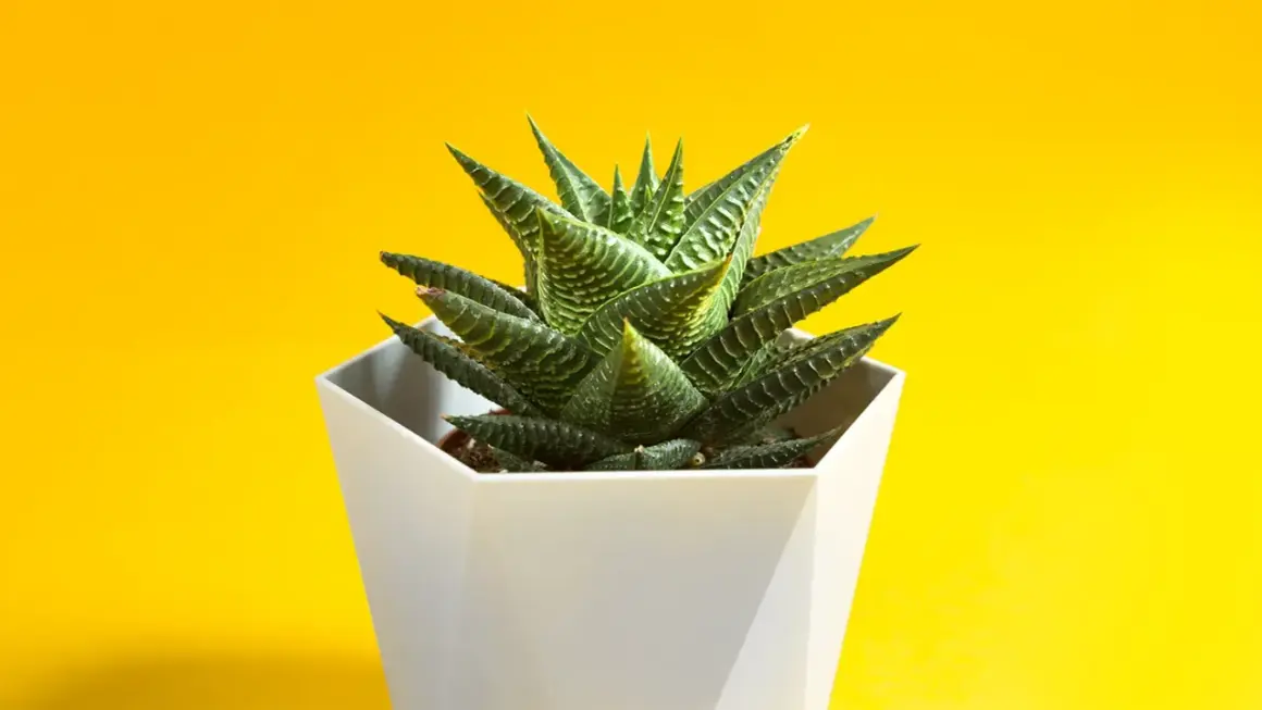 Succulenta Haworthia fasciata in vaso bianco su sfondo giallo. Ideale per chi cerca consigli sulla haworthia fasciata cura.