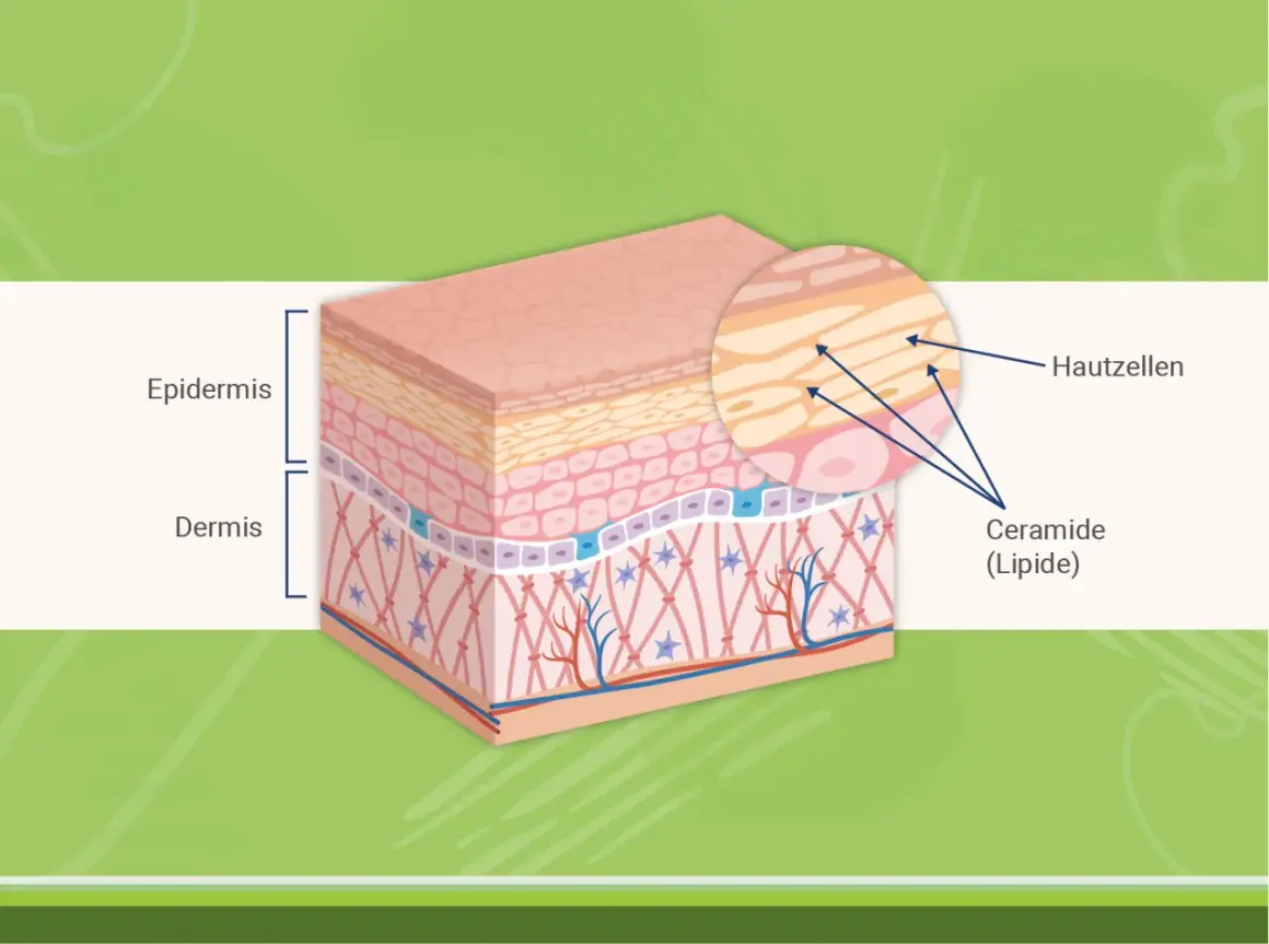 Hautschichten mit Epidermis und Dermis. Vergrößerung zeigt Hautzellen und Ceramide (Lipide), die für die Hautbarriere wichtig sind.