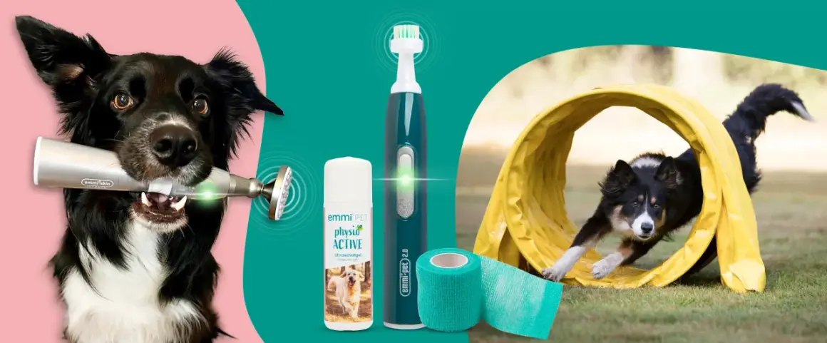 Perro con dispositivo para fisioterapia para perros, gel y cepillo dental. Otro perro corre por un túnel.