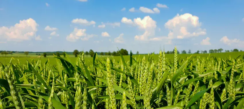 Jak wygląda zboże? Odkryj fascynujące cechy różnych gatunków