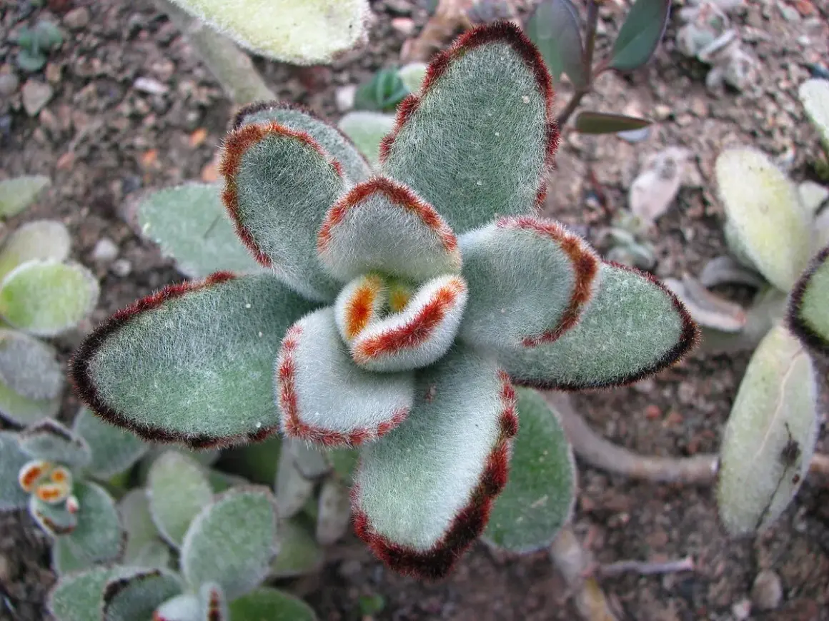 Plante succulente Kalanchoe tomentosa aux feuilles duveteuses, bordées de rouge.