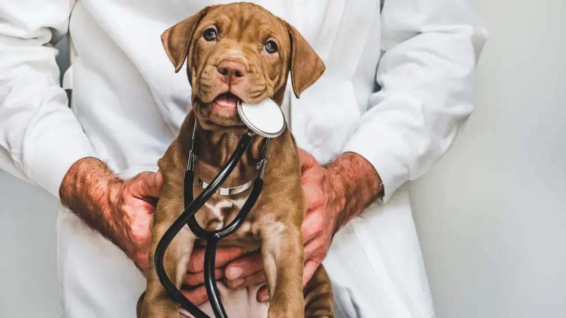 Cachorro marrón con estetoscopio, ¿posiblemente indicando fosfatasa alcalina alta en perros?