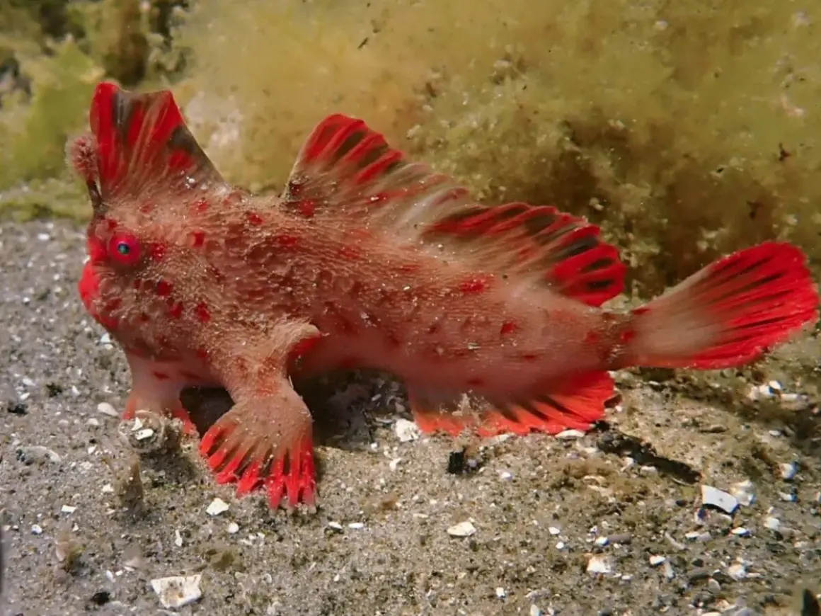 Un poisson-globe rouge vif, aux nageoires bordées de noir, se tient sur le sable. Il pourrait bien être le poisson le plus cher du monde, tant sa rareté est grande.