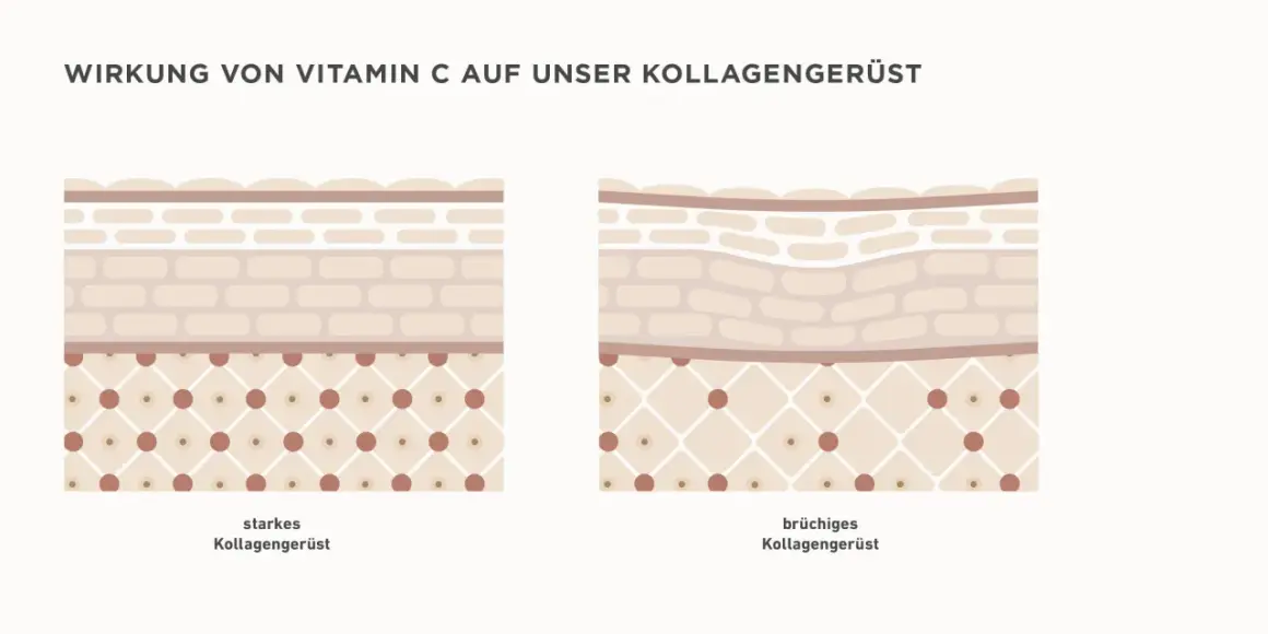 Vergleich von starkem und brüchigem Kollagengerüst. Vitamin C Serum Wirkung: stärkt das Kollagengerüst für jugendlichere Haut.