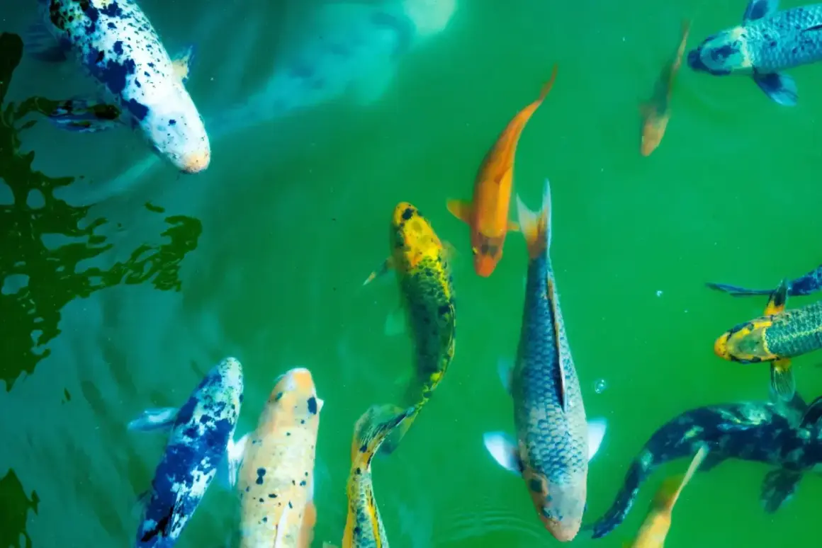 Plusieurs poissons koï aux couleurs vives nagent dans une eau verte. Leur durée de vie peut être impressionnante.