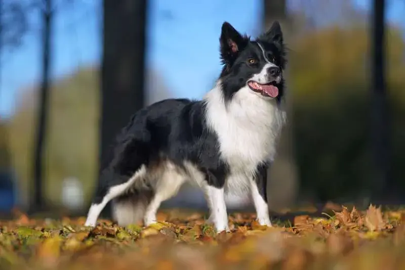 Cuál es el perro más inteligente y qué lo hace destacar entre los demás