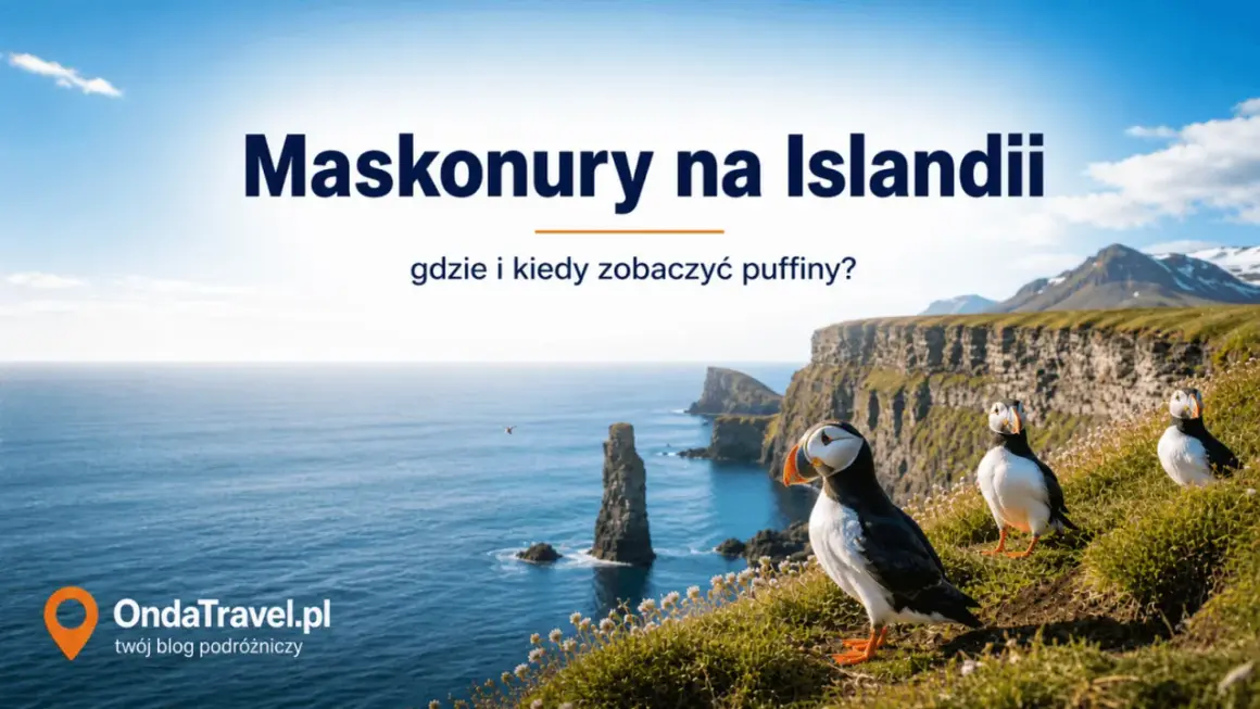 Maskonury na Islandii, urocze ptaki z kolorowymi dziobami, pozują na tle klifów i oceanu.