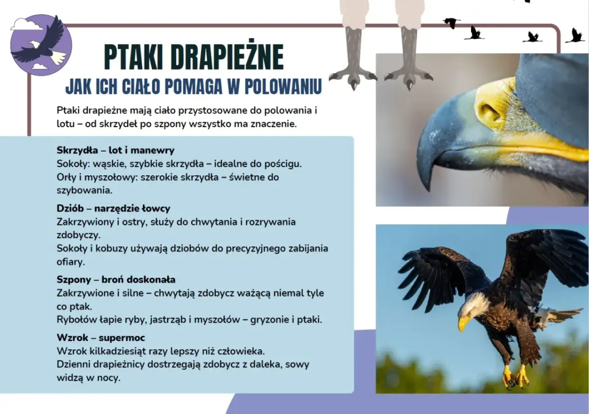 Ptaki drapieżne w Polsce: orzeł w locie, jego potężny dziób i szpony. Informacje o przystosowaniu do polowania.