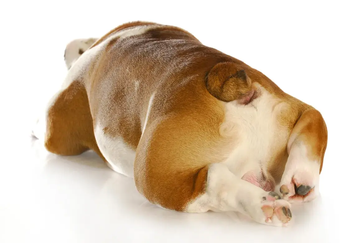Vue rapprochée du postérieur d'un bouledogue, suggérant une irritation anale chien traitement naturel.