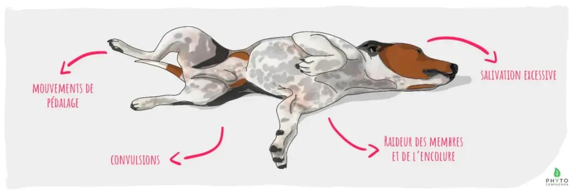 Illustration d'un chien souffrant d'épilepsie, montrant des mouvements de pédalage, des convulsions, une raideur des membres et une salivation excessive.