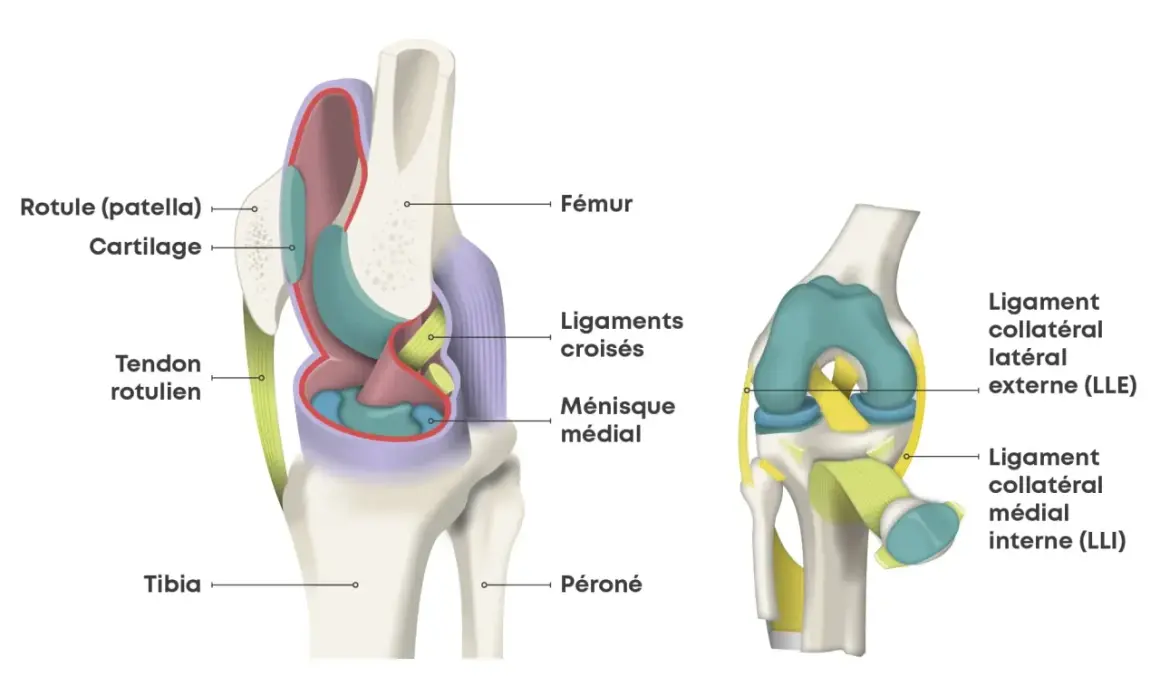 Anatomie du genou, montrant les ligaments croisés, ménisque, rotule et tendons. Une douleur du genou jusqu'au pied peut être liée à ces structures.