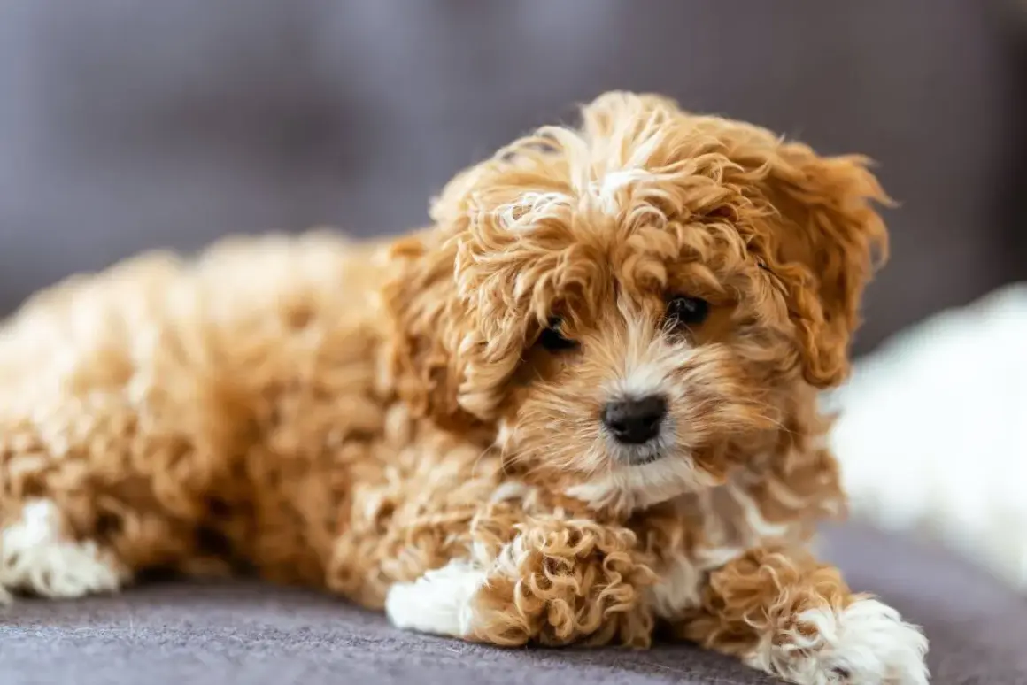 Słodki, kudłaty szczeniak Cavapoo leży na szarej kanapie.
