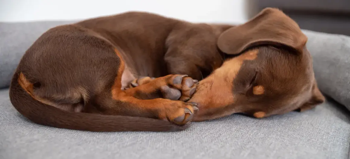 Brun hund sover på rygg i en mysig hundsäng.
