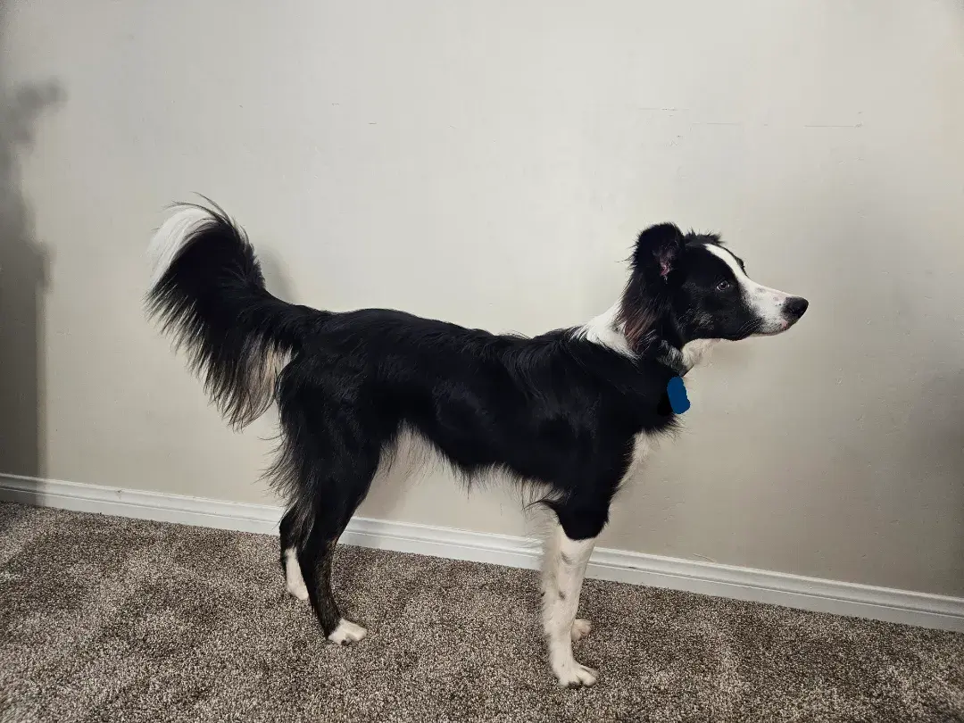 Jak wytresować border collie, aby uniknąć frustracji i problemów