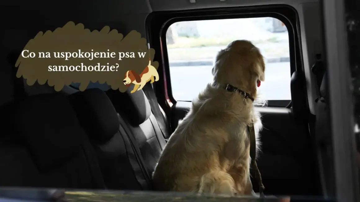 Złoty retriever siedzi w samochodzie, patrząc przez okno. Dymek z tekstem "Co na uspokojenie psa w samochodzie?" i rysunek psa sugerują, jak uspokoić psa podczas jazdy samochodem.