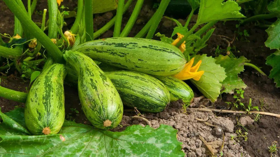 Un gruppo di zucchine verdi striate riposa sulla terra, con fiori gialli e foglie rigogliose che circondano la pianta zucchina.