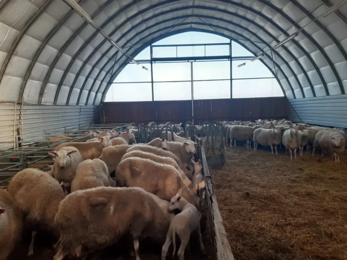 Un gregge di pecore da carne in un ovile moderno, con un agnello tra le madri.