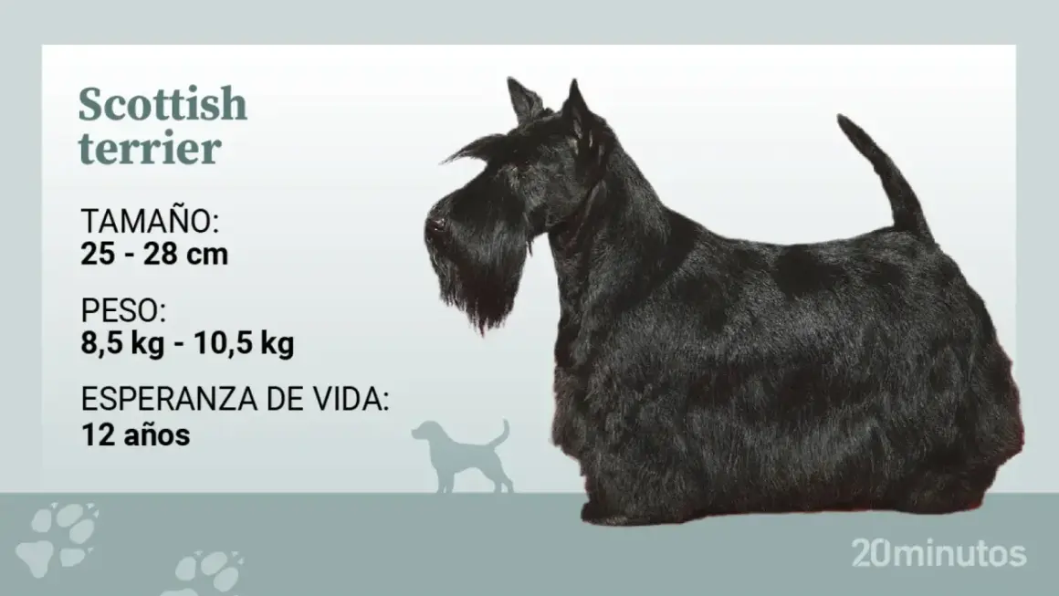 Un terrier escocés negro, con su característico pelaje y barba, posa junto a información sobre su tamaño, peso y esperanza de vida.
