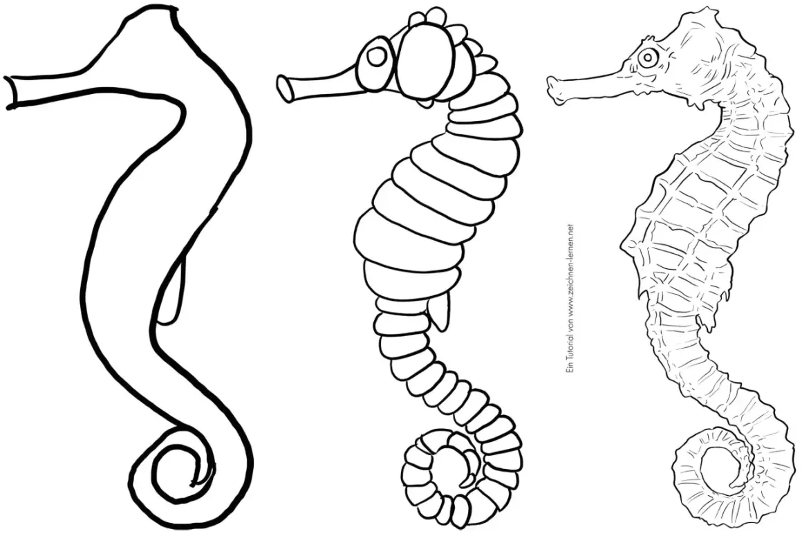 Tres dibujos de animales marinos: un boceto de caballito de mar, uno con detalles y otro más realista.