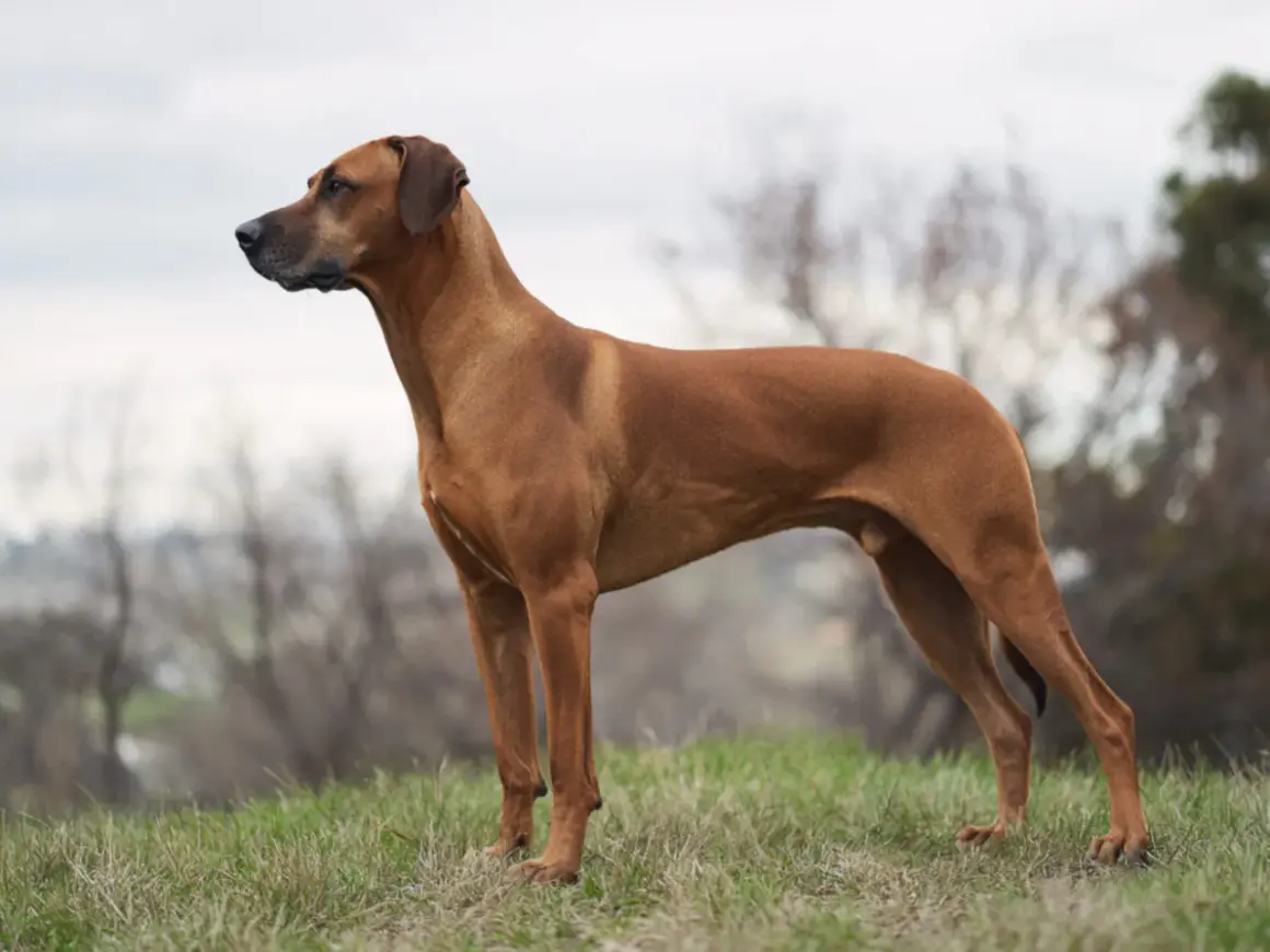 En ståtlig Rhodesian Ridgeback står på en gräsklädd kulle, dess kroppshållning speglar dess lugna och självsäkra rhodesian ridgeback temperament.