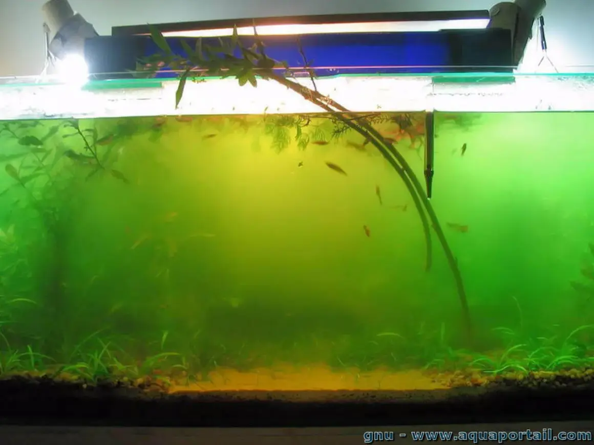 Un aquarium avec une eau verte et trouble, des plantes aquatiques et de petits poissons.