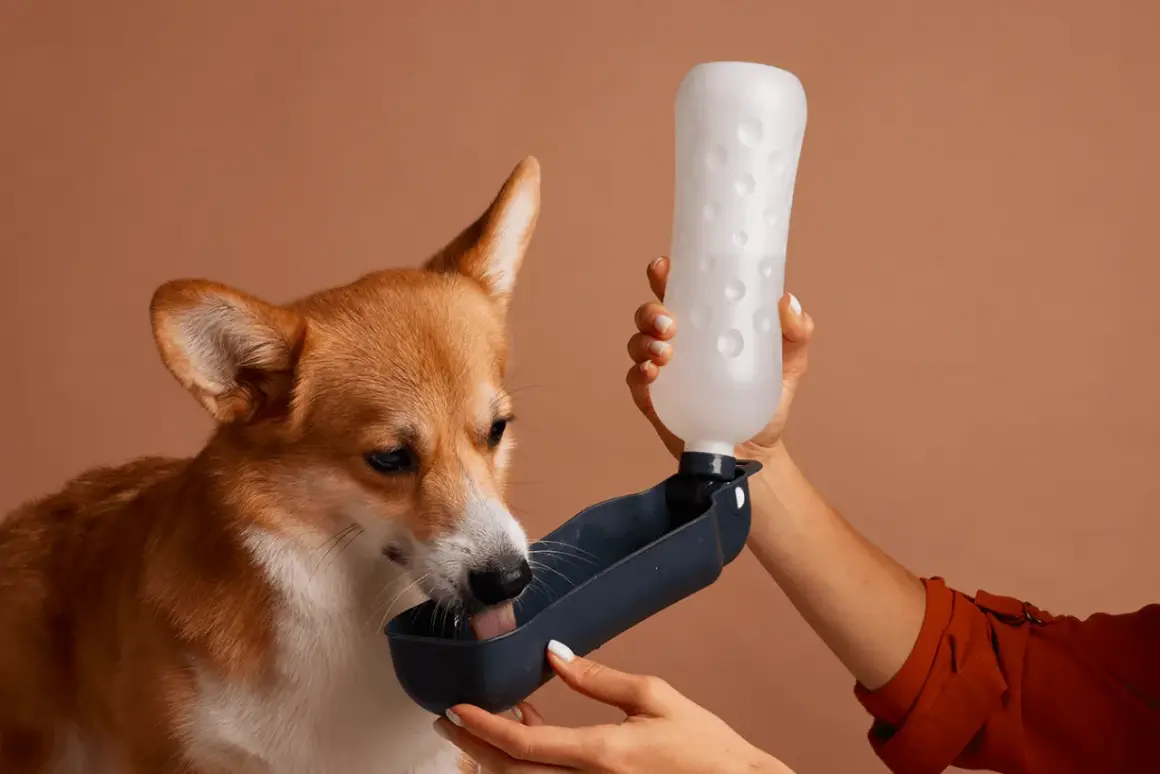 Un adorable corgi boit de l'eau d'une gamelle portable. Il semble que mon chien boit beaucoup, il a toujours soif !