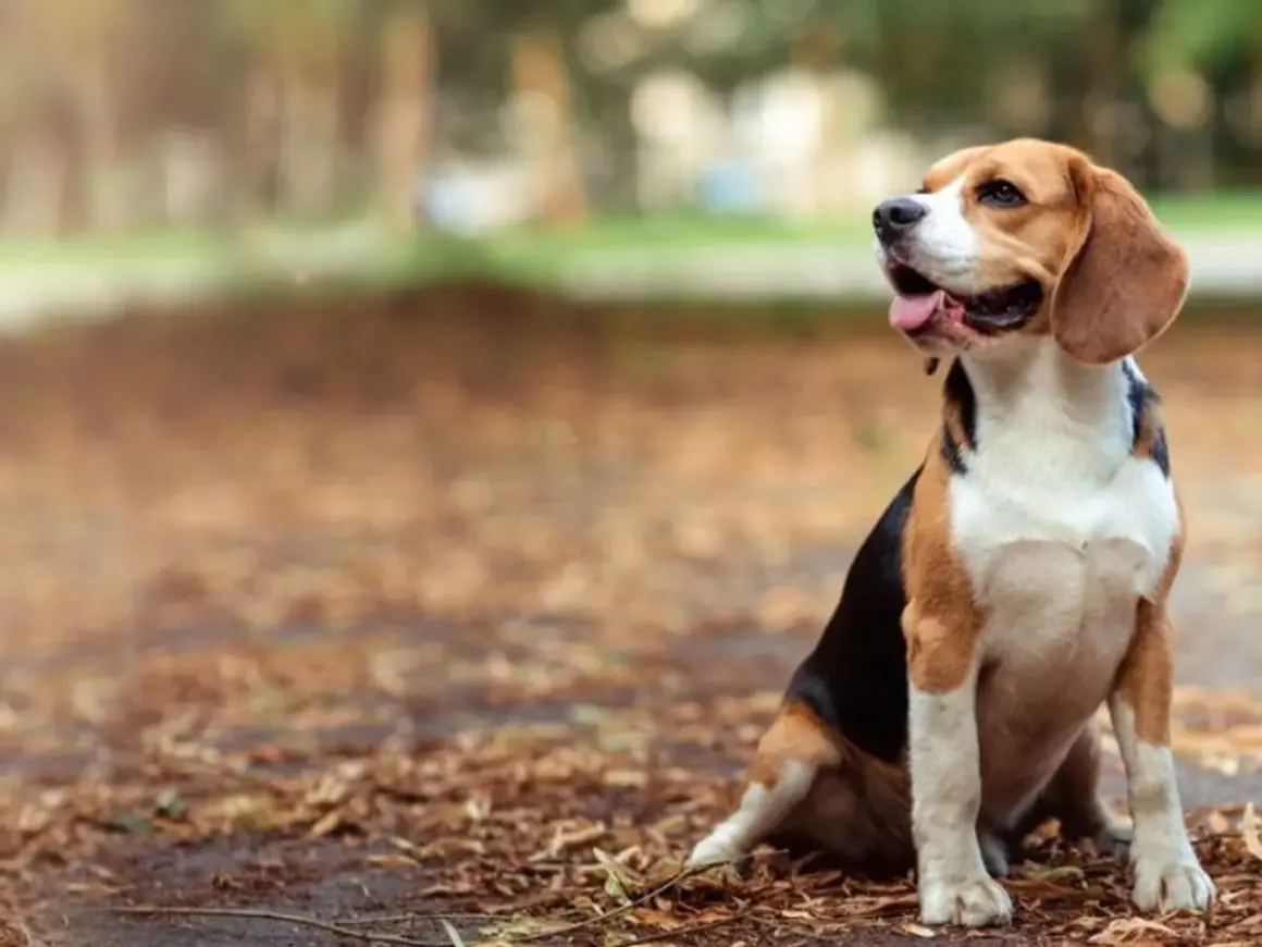 Wesoły beagle siedzi na jesiennych liściach, zastanawiając się, ile żyją beagle.