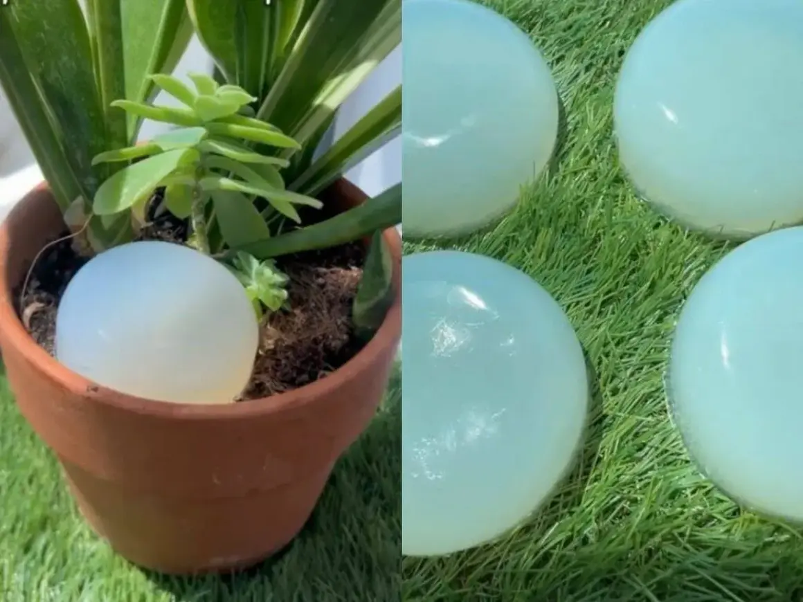 Globo de agua en maceta, solución de riego casero para vacaciones.