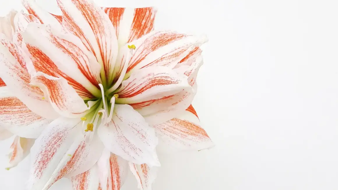 Une amaryllis rayée de blanc et de rouge, symbole de beauté et de fierté. Sa signification est éclatante.