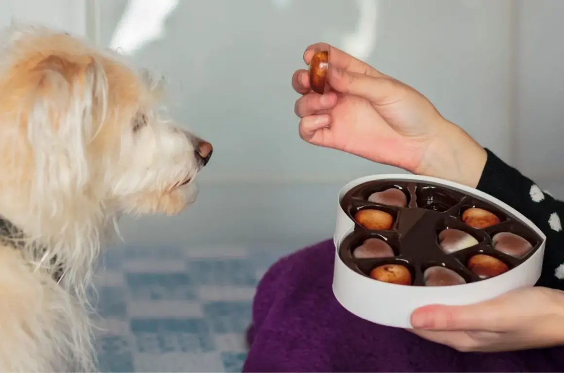 Mon chien a mangé du chocolat. Symptôme : il regarde fixement une boîte de chocolats en forme de cœur, une main lui en tend un.